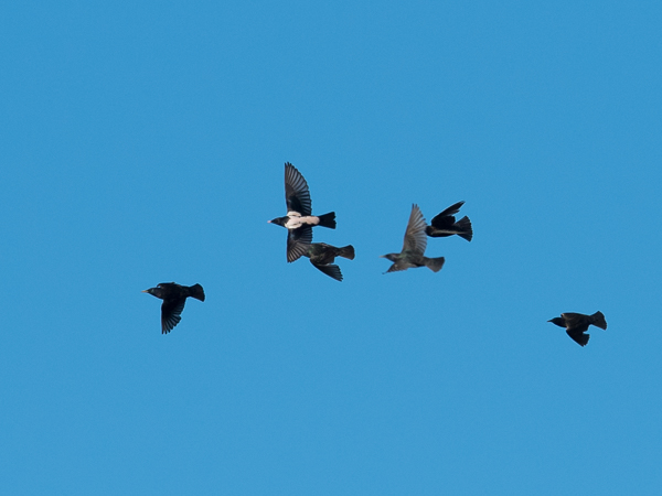 Punakottarainen, Rosy Starling, Sturnus roseus